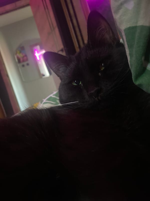 Black cat photographed sleeping on patterned bedding in Izhevsk