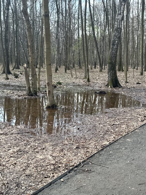 Spring morning scenes captured in Moscow birch forest park