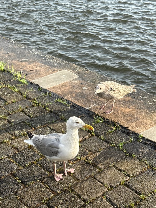Seagulls at a rainy waterfront on a July afternoon