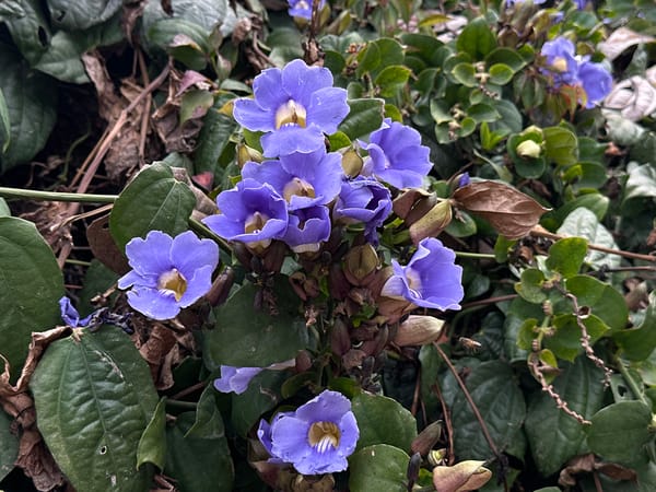 Evening park scenes captured in San Bernardino Tlaxcalancingo