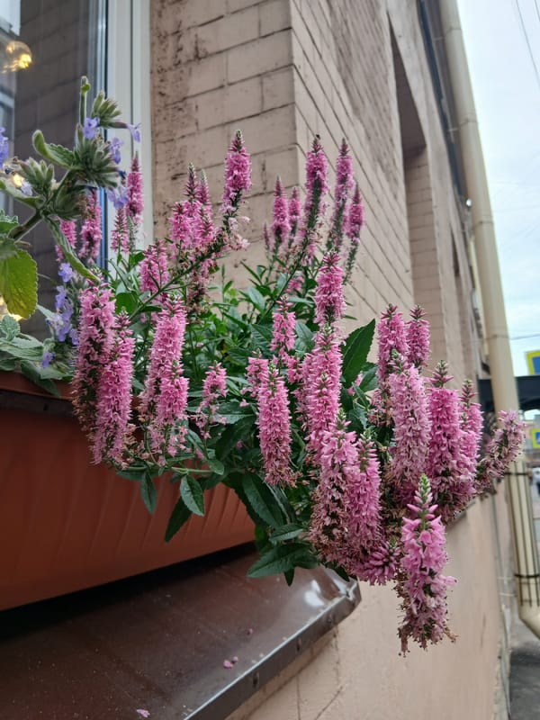 Window boxes and a parked sedan on a city street