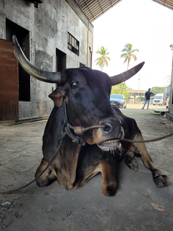 Restrained bull observed lying on concrete surface near palm trees