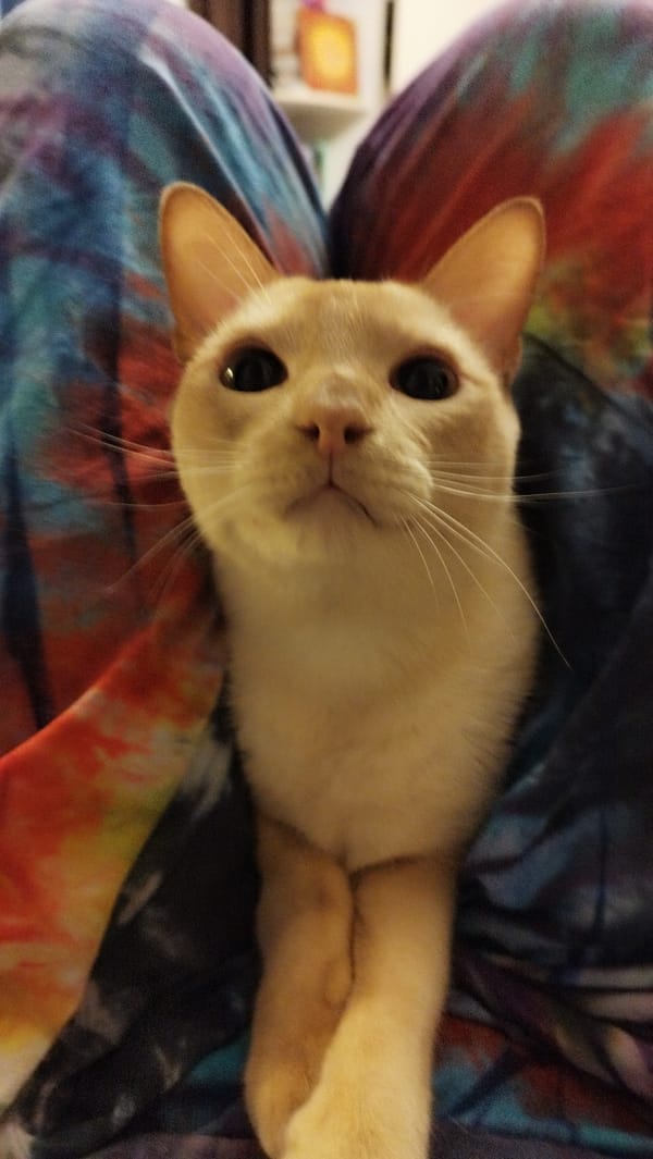 Cats on tie-dye: a chill indoor shoot in Saint Petersburg