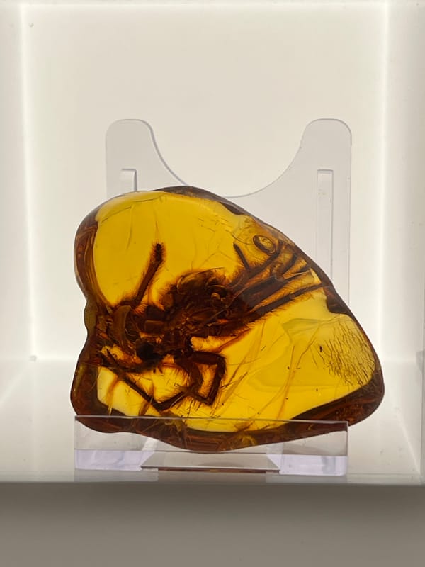 Amber exhibits and Gdańsk landmarks on a summer afternoon