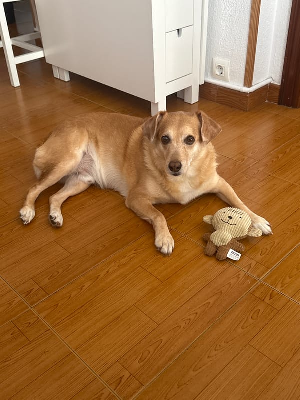 Relaxed dog on wooden floor with a teddy bear, Oviedo