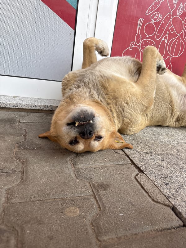 Dog rests on sidewalk outside Blagoevgrad storefront