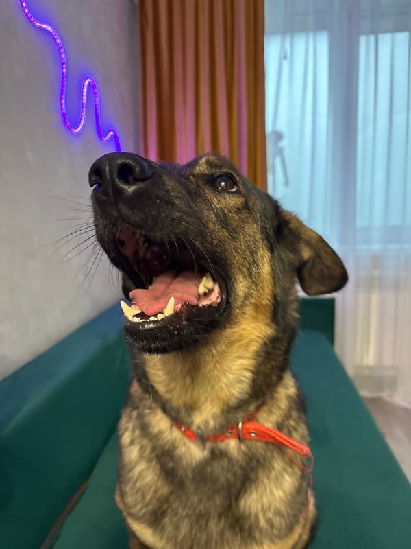 German Shepherd on a green sofa, living its best life