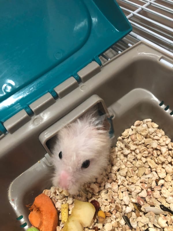 White hamster at home in Solikamsk, eating and resting