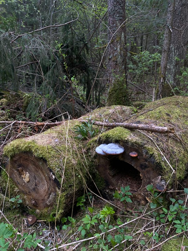 Morning forest walk documented near Votkinsk, Russia