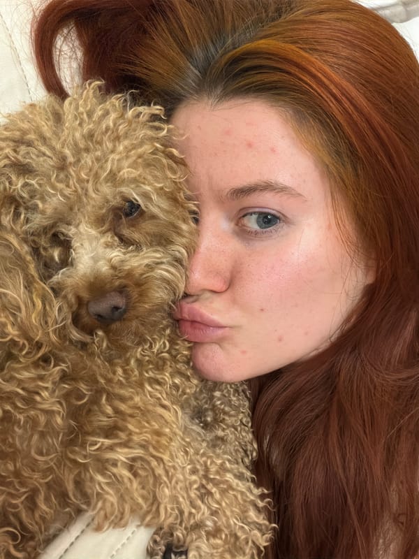 Evening at home in Krasnodar with a toy poodle