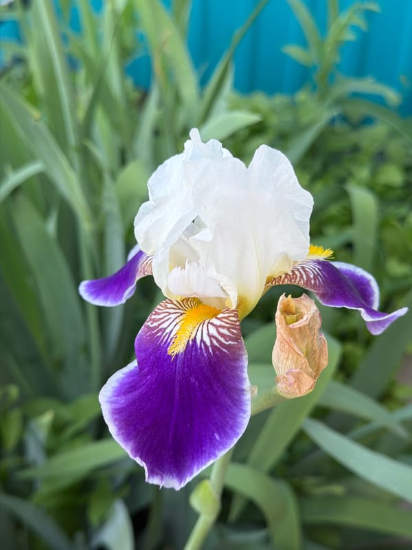 Garden flower photography session featuring blooming peonies and seasonal varieties