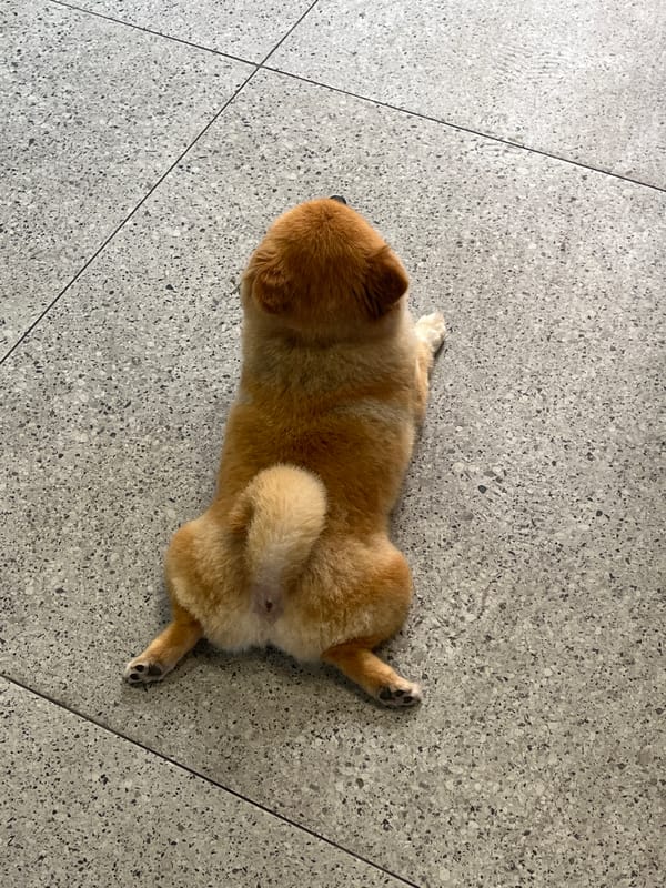 Small dog rests on tiled floor in Đà Nẵng