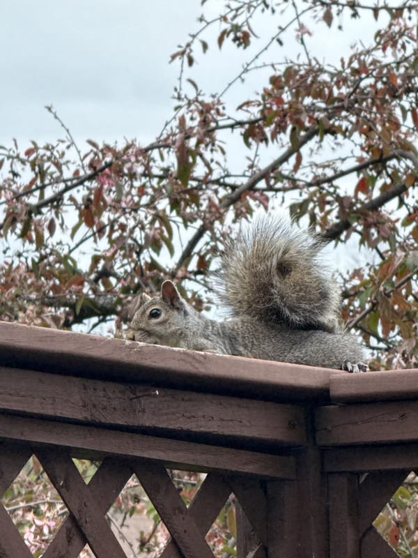 Gray squirrel feeds along wooden fence in Columbus