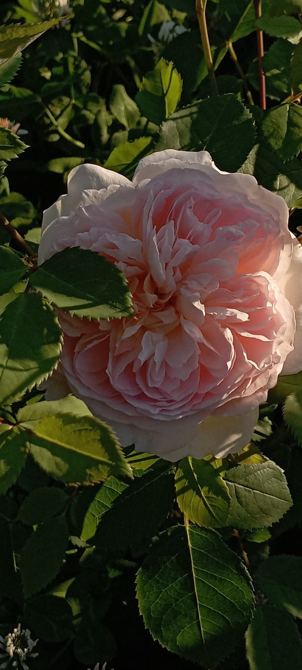 Garden afternoon in Radisne captures blooming flowers and visiting wildlife