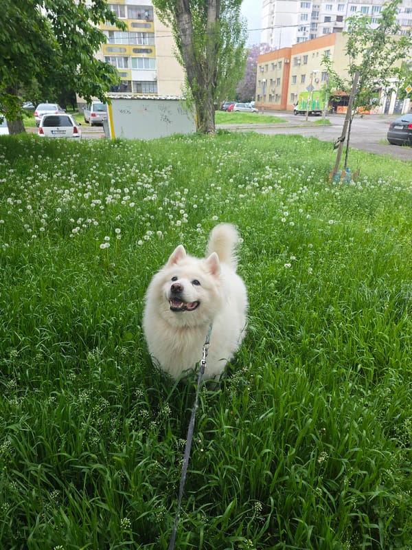 Early morning scenes in Sofia: dog walk, glass gathering