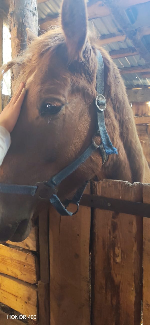 Horses feed, dog rests in rural Russian countryside