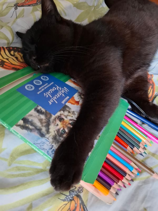 Black cat naps on art supplies in Russian town
