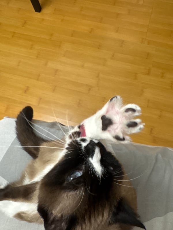 Cats grooming and lounging in Ussurijsk apartment