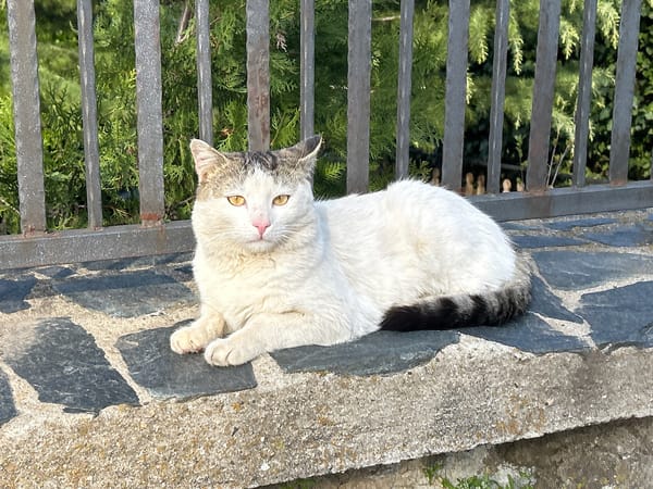 Cat spotted near lemon tree in Bulgarian village