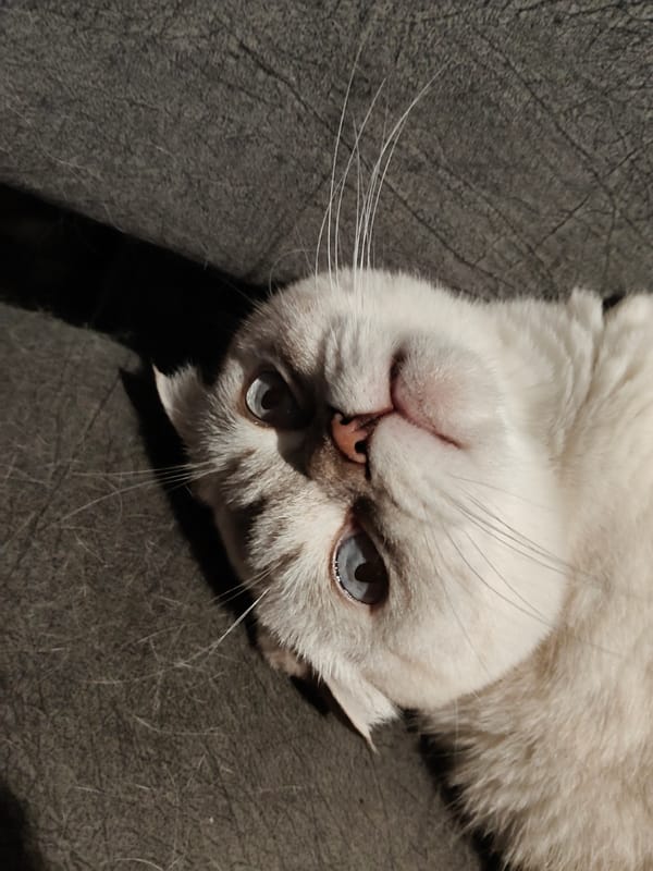 Scottish Fold cat lounging on a dark sofa in Kharkiv