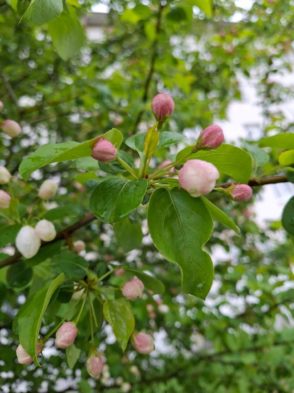 Spring morning captured in Chaikovsky: blossoms, treats, quiet moments