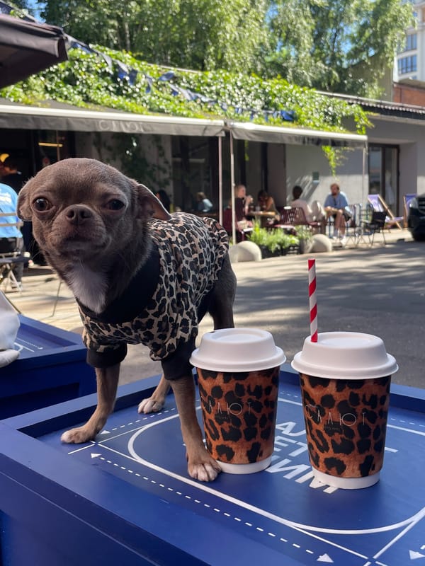 Chihuahua in leopard print steals the show at Moscow café