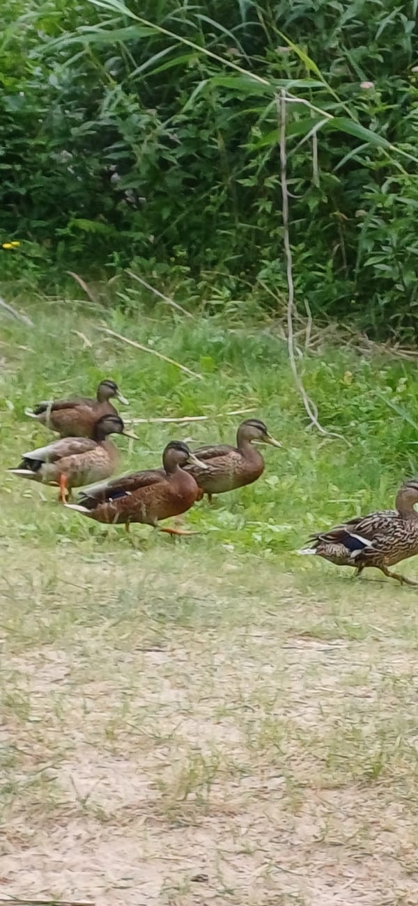 Ducks roam a protected green space on a calm morning