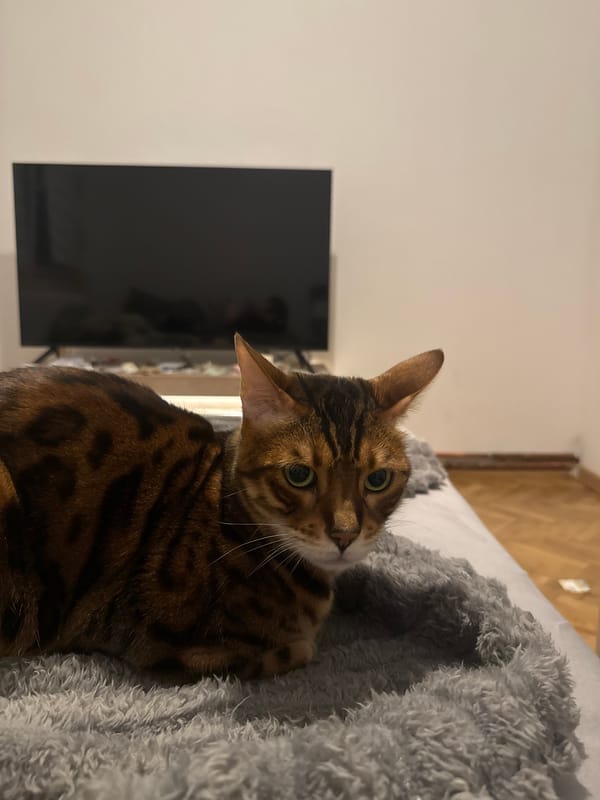 Pet portraits captured in Belgrade home during evening hours