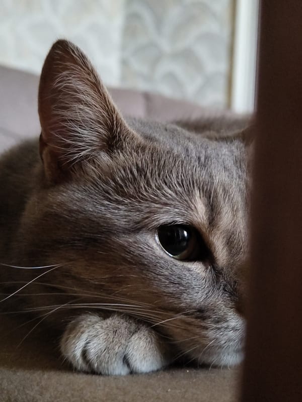 A collection of close-up cat portraits, various moods