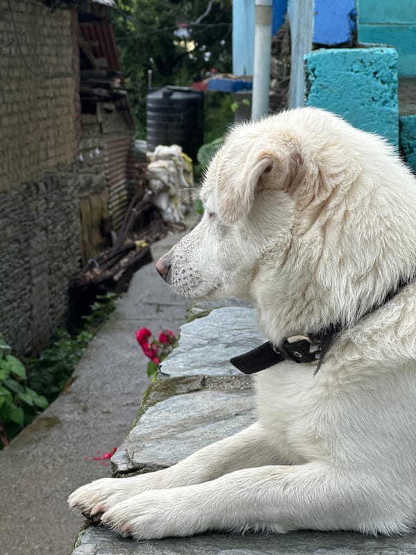 Rainy morning at a rustic hillside stay with a white dog