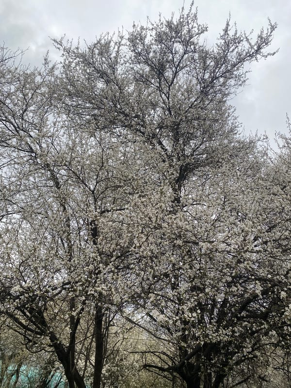 White blossoming trees photographed in Sofia under grey skies