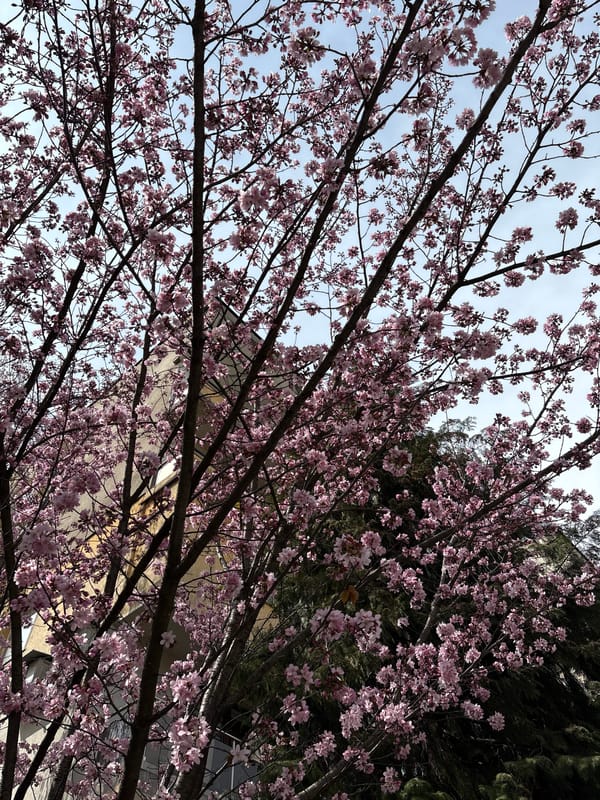 Spring blooms documented in Panagyurishte, Bulgaria urban park setting