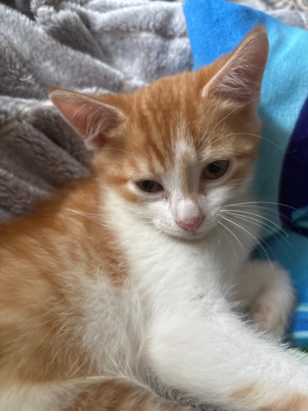 Ginger kitten naps on a gray blanket in Belarus
