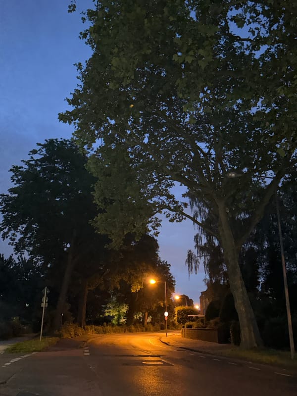 Krefeld street trees under yellow lamplight at dusk