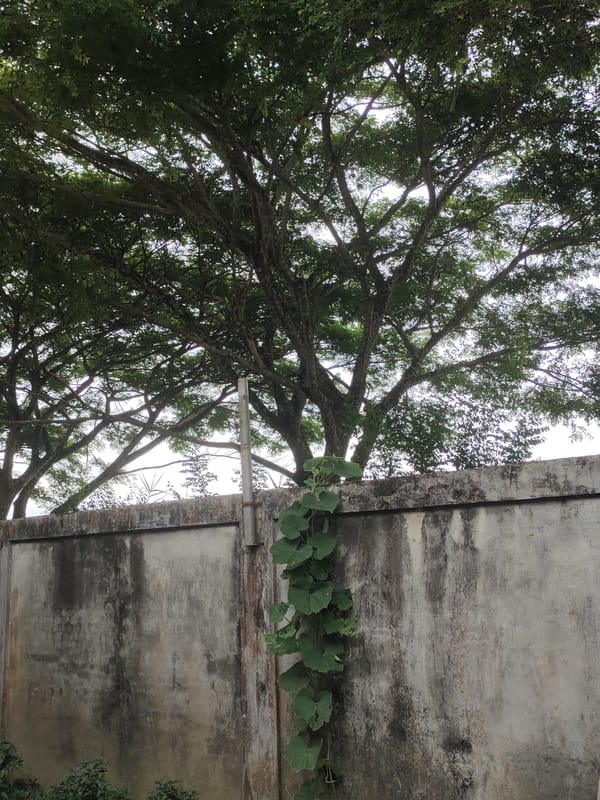 Morning moments captured in Mee: nature and traditional snacks