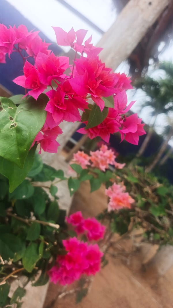 Nature observed at Venezuelan beach includes flowers, trees, heron