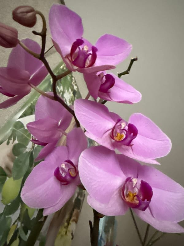 Morning domestic moments captured: flowers, portraits, rain, baby items