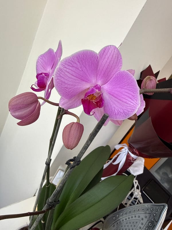 Indoor decorative items photographed in Alanya, Turkey morning session
