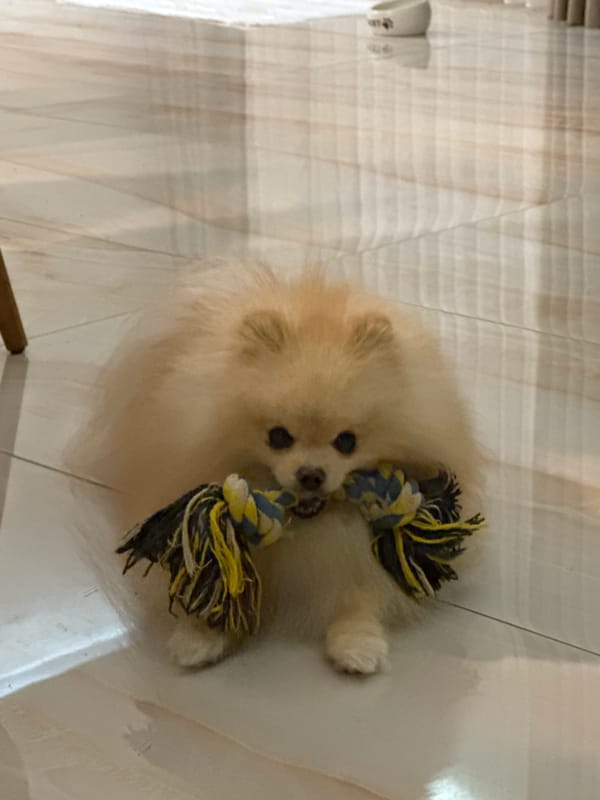 Pomeranian plays with rope toy in Bulgarian home