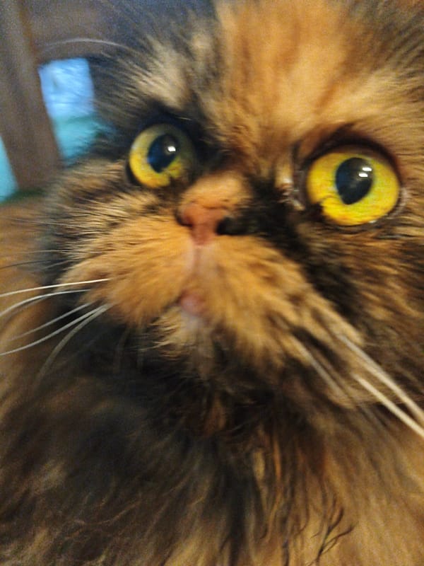 Close-up cat portraits from a casual photography session