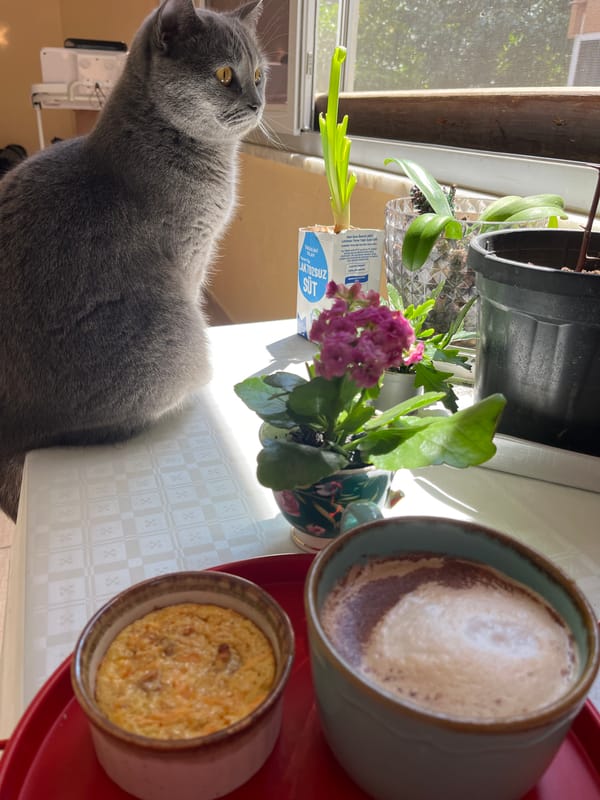 Grey cat observed resting, grooming on Alanya windowsill