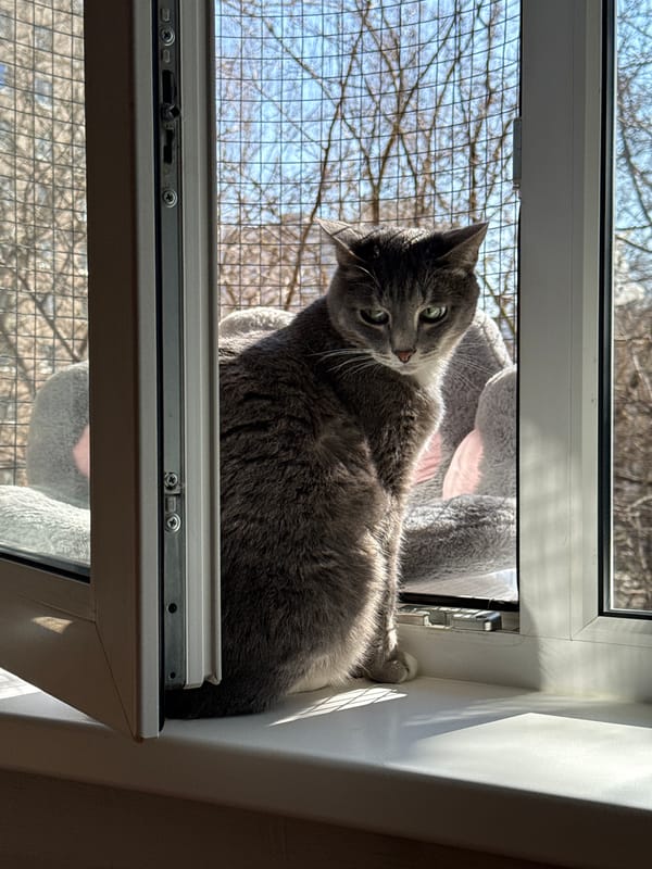 Quiet Sunday morning scenes in Reutov: cats, selfies, biking