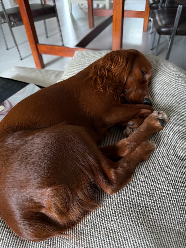 Irish Setter napping on a couch in Chang Phueak