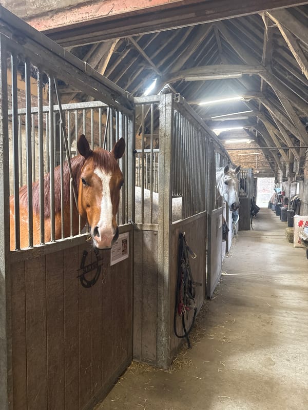 Farm animals observed in stable facility, Estaimpuis Belgium