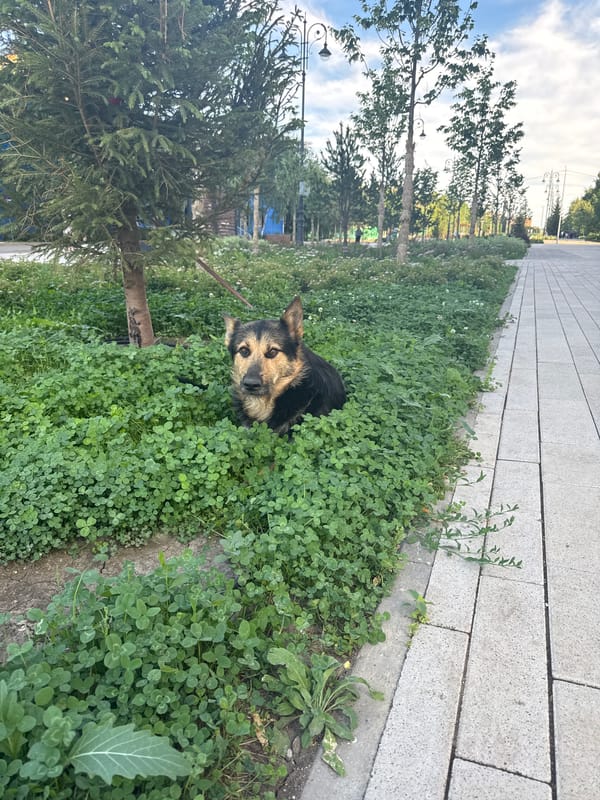 Park life in Kokshetau: flowers, a resting dog, and a bronze statue