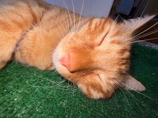 Orange tabby cat napping on artificial turf in Vratsa