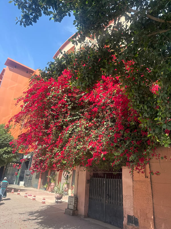 Street scenes documented in Marrakesh during sunny morning