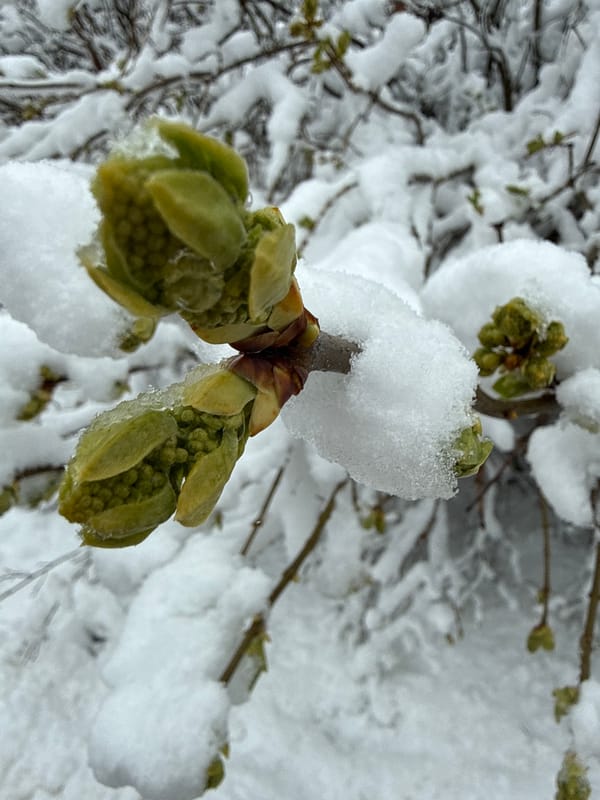 Morning winter walk documented in snowy Dmitrov forests