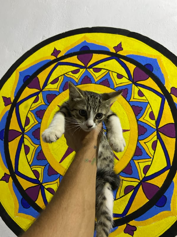 Kitten, portrait, wall art documented in Los Velásquez, Venezuela