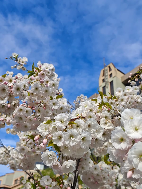 Spring blossoms and historic architecture documented in Ivano-Frankivsk